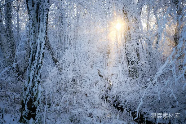 高清摄影 阳光透过雪林中的树木照进来