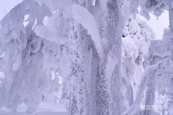 高清摄影 树上覆盖着厚厚的冰和雪