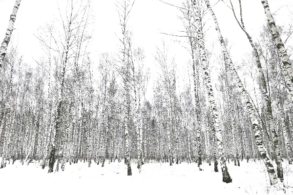 白雪覆盖的森林，光秃秃的树木