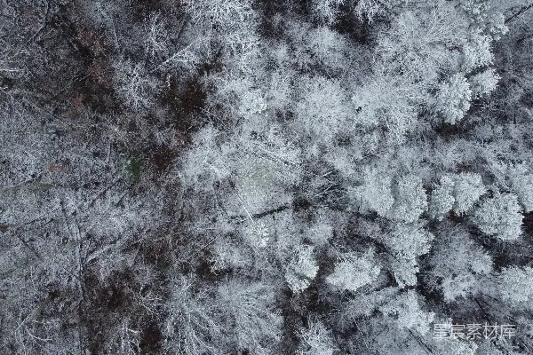 高清摄影 雪覆盖的树木俯瞰图