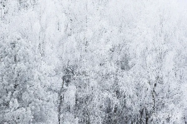 高清摄影 冬天树上覆盖着霜和雪。