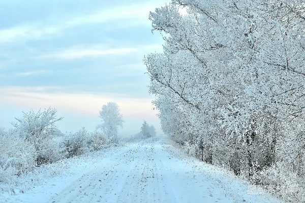 高清摄影 一条被树木和灌木丛环绕的雪地小路