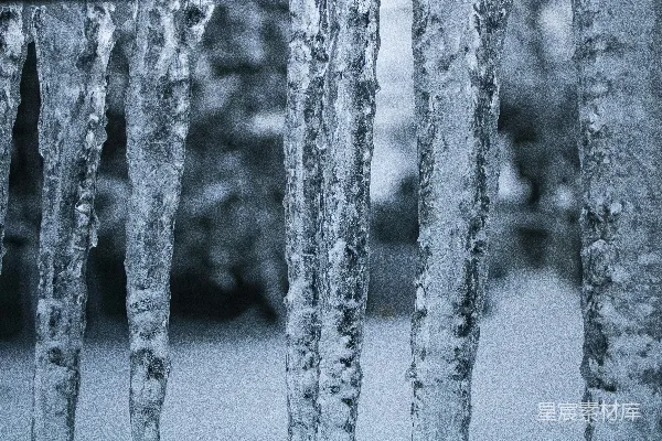 高清摄影 一片被冰雪覆盖的树木。