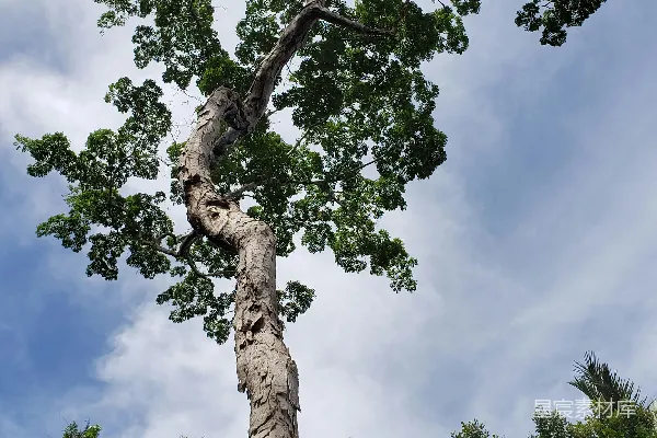 白天绿树蓝天下