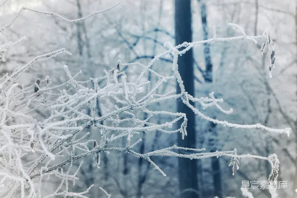 高清摄影 被雪覆盖的树枝在一片森林前