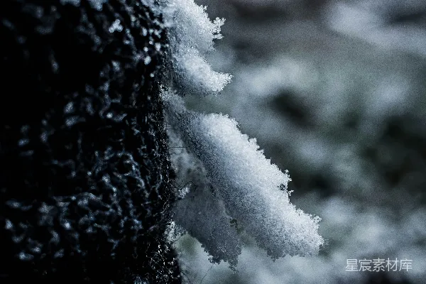 高清摄影 白天覆盖着雪的树