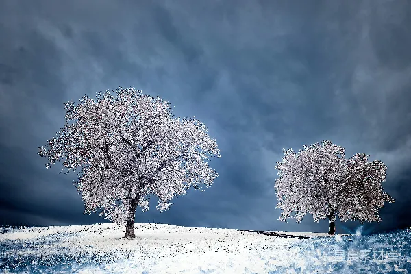 高清摄影 雪地上的白树在灰蒙蒙的天空下。
