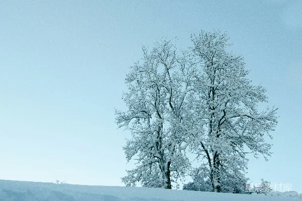 高清摄影 白天覆盖着雪的黑树
