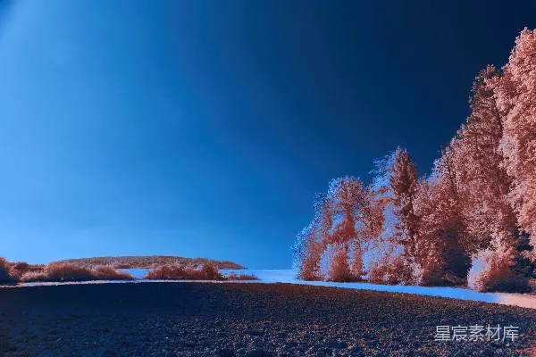高清摄影 这张图片展示了一幅树木和蓝天的风景。