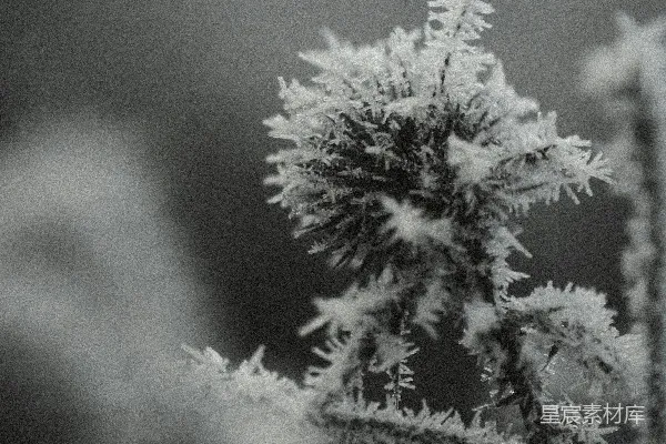 高清摄影 绿松树上的白雪