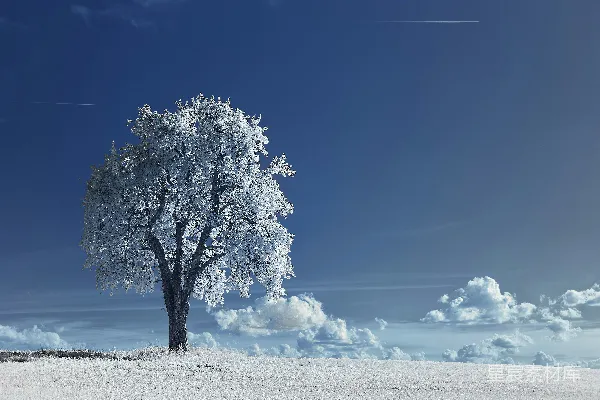 高清摄影 白天蓝天下，白色雪地上有一棵白树。