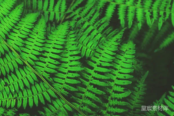 绿蕨植物