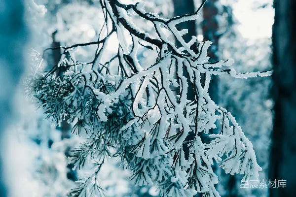 高清摄影 冬日森林中覆盖着积雪的松树枝。