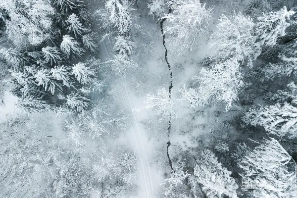 高清摄影 一个被雪覆盖的森林的空中俯瞰图