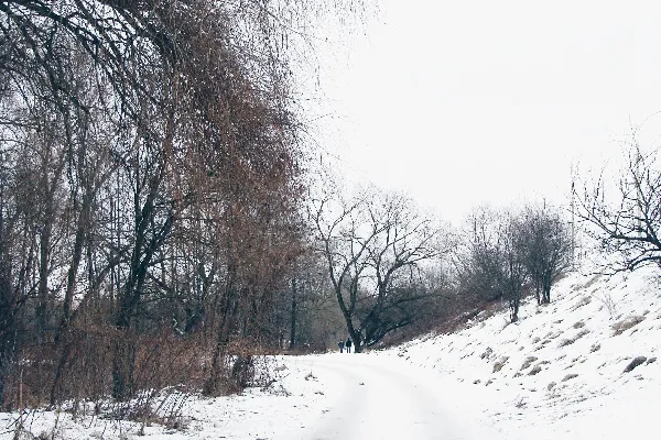 高清摄影 冬日里光秃秃的树丛间的小路积满了雪。