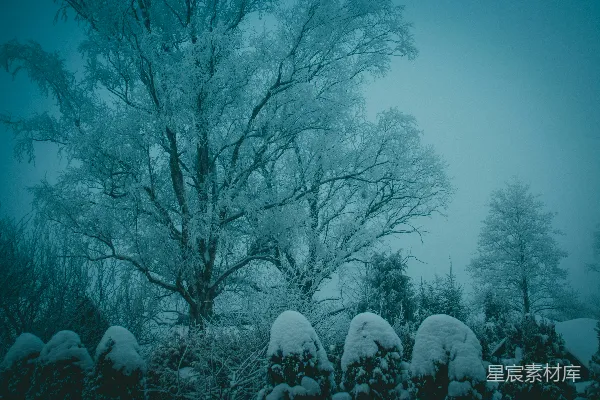 高清摄影 一棵覆盖着雪的树，旁边是一片森林。