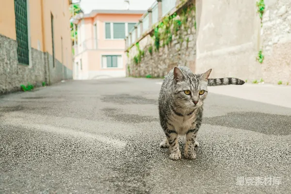 一只花斑猫走在一条狭窄的街道上。