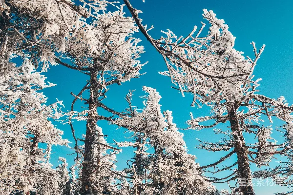高清摄影 一群树木在蓝天下的积雪覆盖下