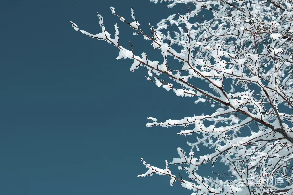 高清摄影 一枝被雪覆盖的树枝在蓝天背景下。