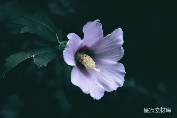 黑色背景上一朵紫色的花配以绿色的叶子