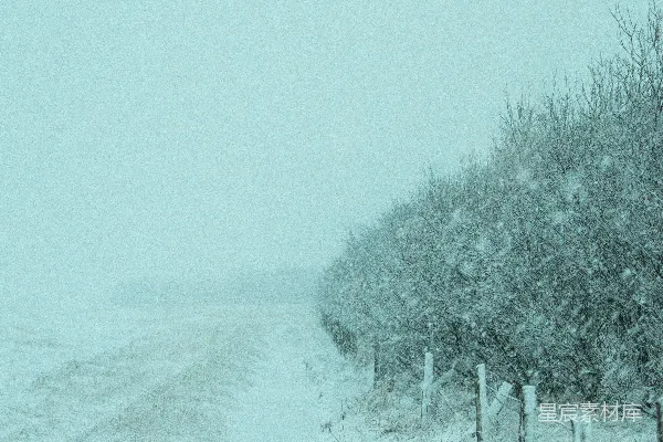 高清摄影 绿树覆盖着白雪
