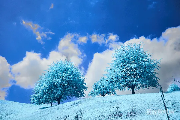 高清摄影 三棵树在雪覆盖的小山上，天空湛蓝。