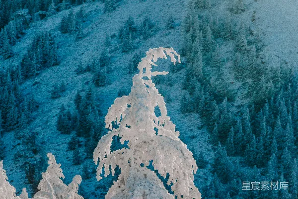 高清摄影 冬季山坡上的积雪覆盖的树木。