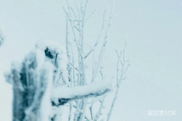 高清摄影 一只鸟停在被雪覆盖的树顶上