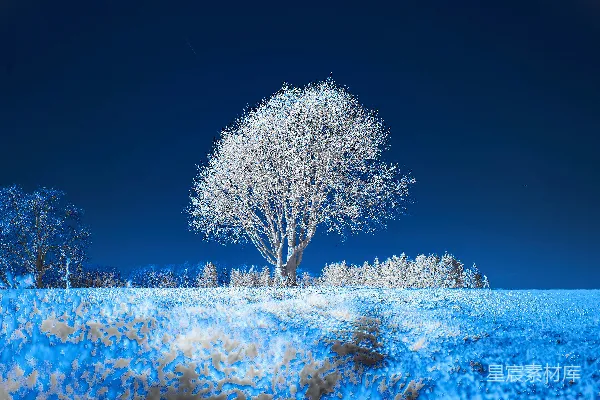 高清摄影 白天覆盖着积雪的地上有一棵白树。