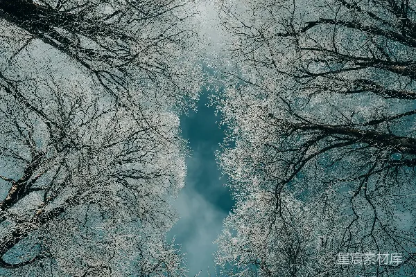 高清摄影 一排被雪覆盖的树木