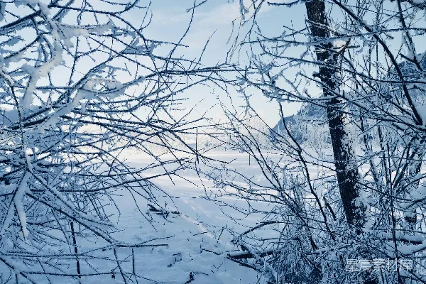 高清摄影 覆盖着雪的森林，里面有许多树木。