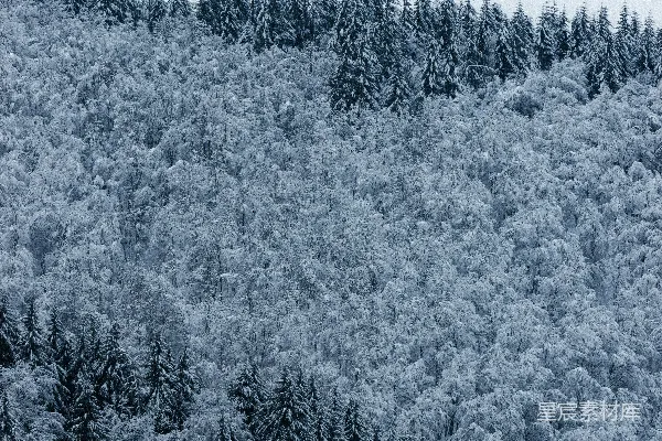 高清摄影 白天被雪覆盖的松树