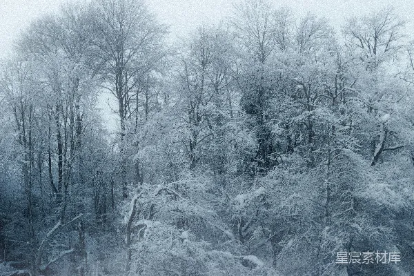 高清摄影 白天覆盖着雪的树木