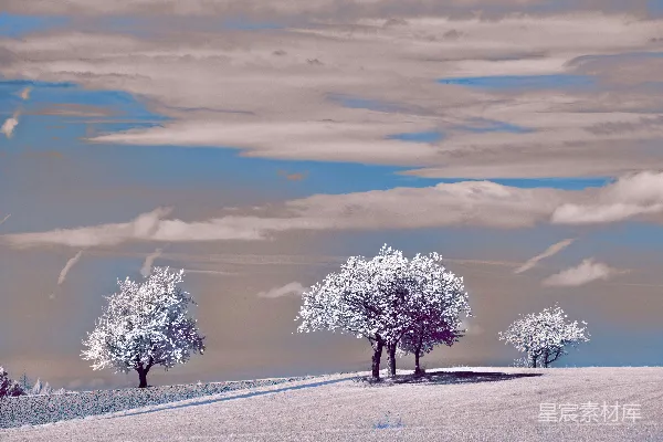 高清摄影 在阴云密布的天空下，白色景观中的雪树。