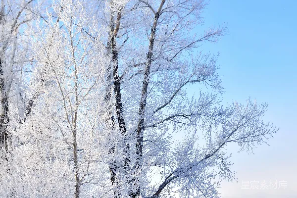 高清摄影 几棵被雪覆盖的树