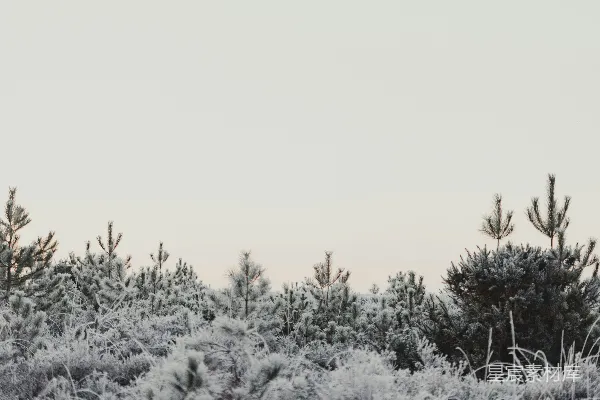 高清摄影 一片覆盖着雪的田野，背景中有树木。