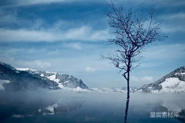 高清摄影 白雪中的光秃树枝