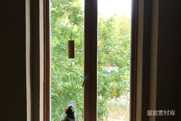 窗边的一只狗