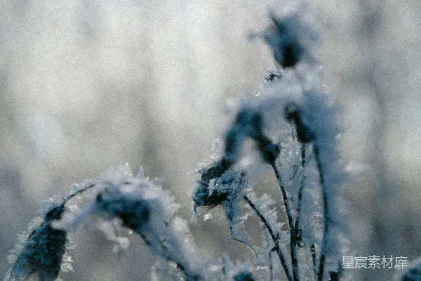 高清摄影 白天覆盖着积雪的树