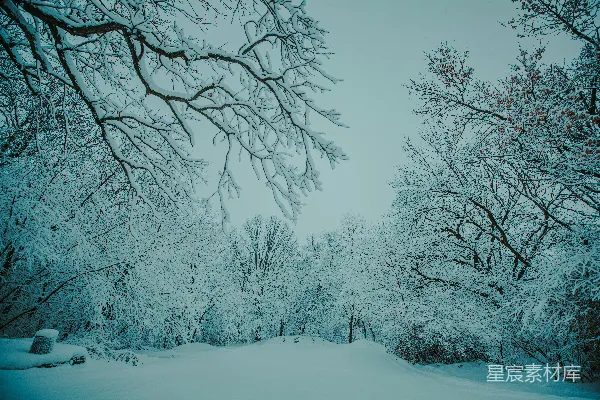 高清摄影 白雪覆盖的树木和树枝在灰白的天空下。