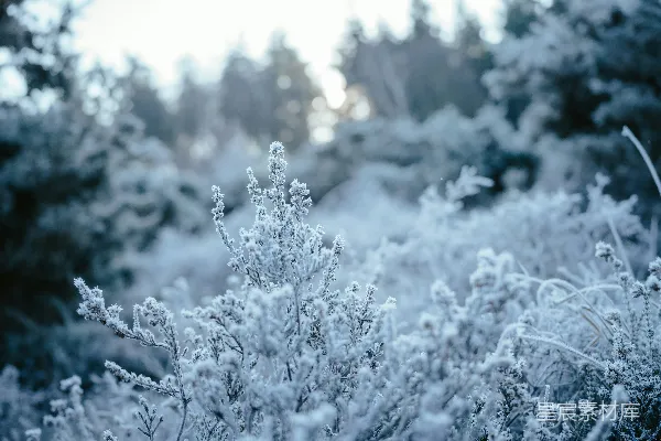高清摄影 一片森林中覆盖着积雪的植物