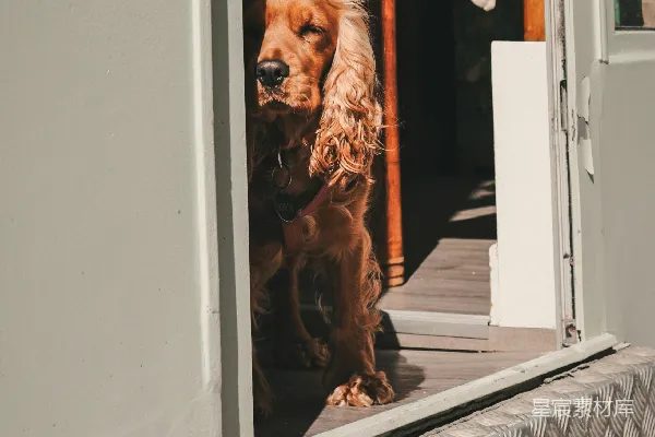 一只金毛寻回犬坐在门道里。