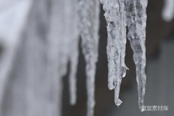 高清摄影 树枝上挂着的冰锥在雪中