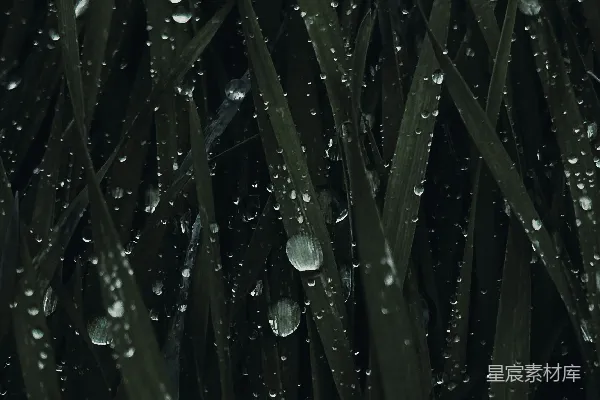 一丛长满水珠的草
