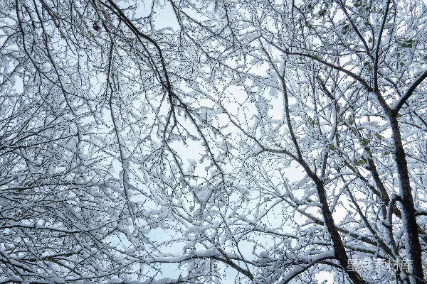 高清摄影 一片积雪覆盖的树林