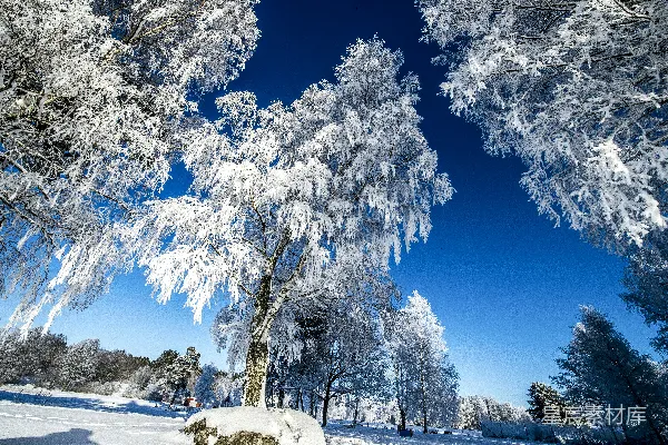 高清摄影 覆盖着积雪的森林，背景是蓝天。