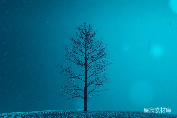 高清摄影 夜晚雪地上的孤树