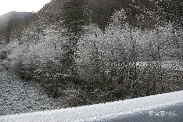 高清摄影 覆盖着积雪的森林，树木丛生