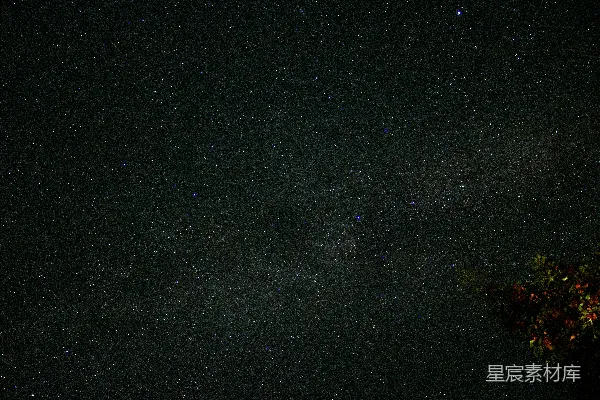 满天繁星的夜空中有植物和树木