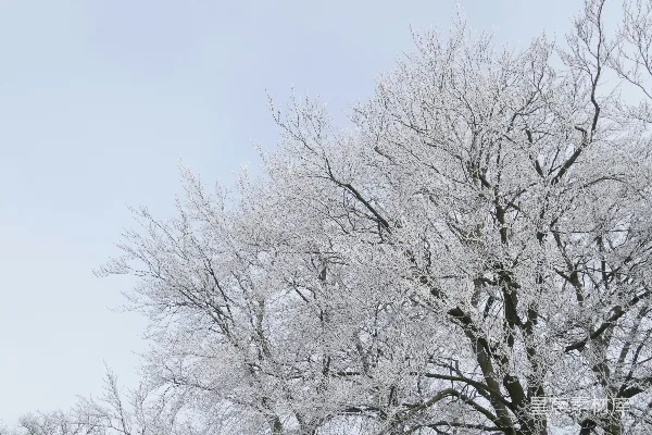 高清摄影 一棵被雪覆盖的大树，旁边是一片森林。